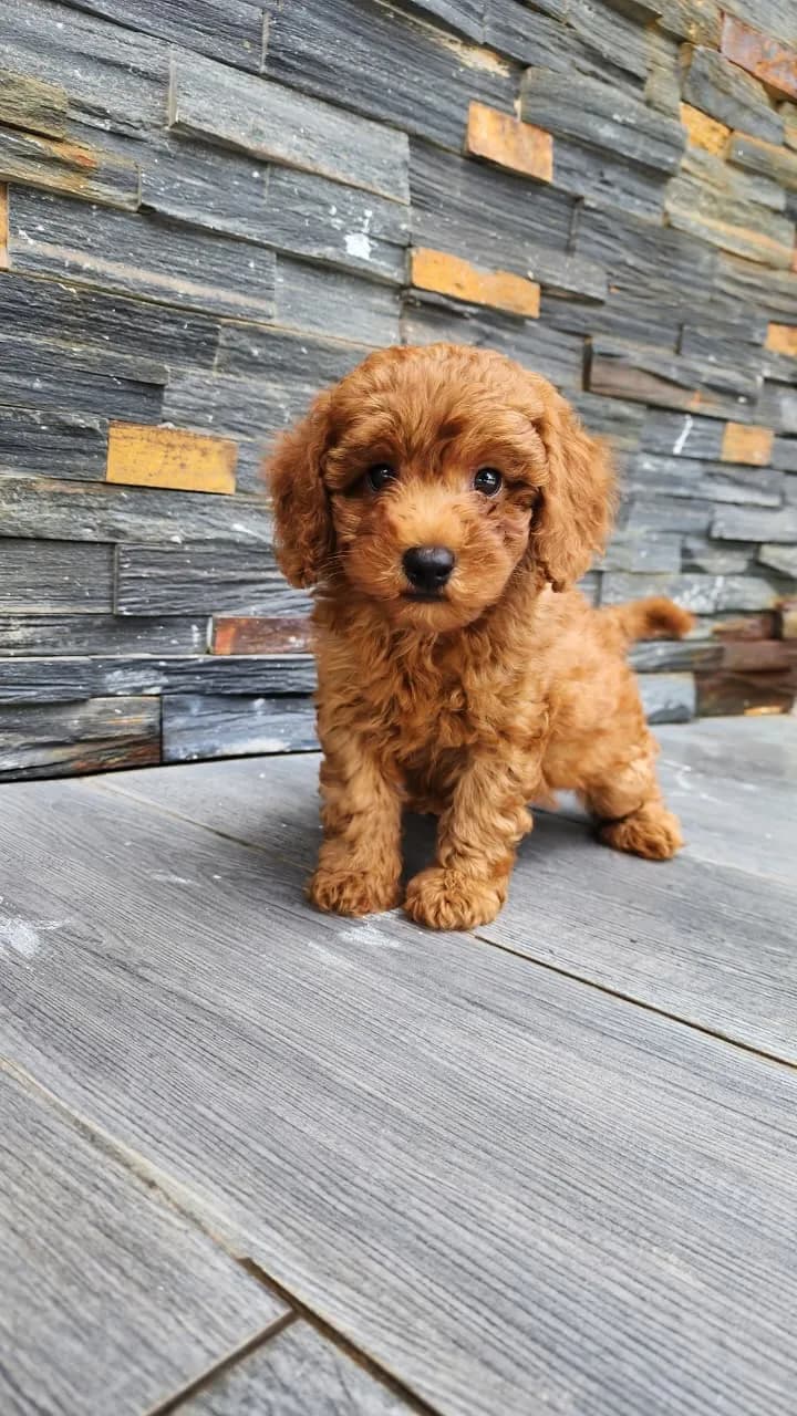 Perro de raza Caniche.