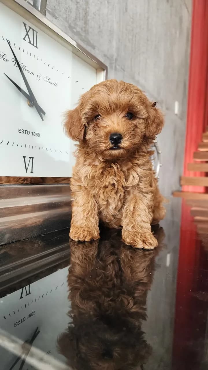 Perro de raza Caniche.