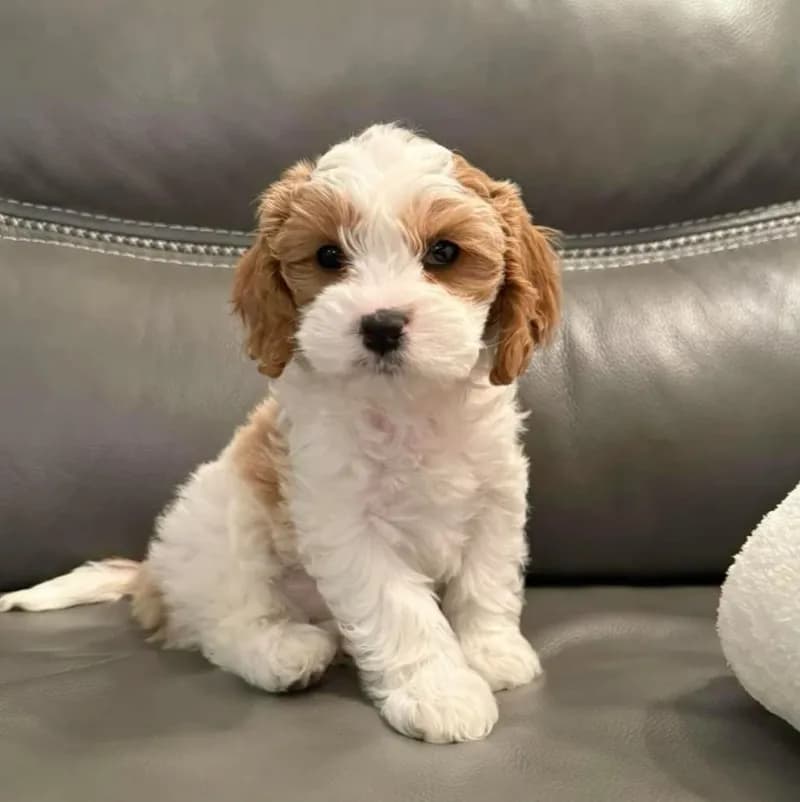 Perro de raza Cavapoo.