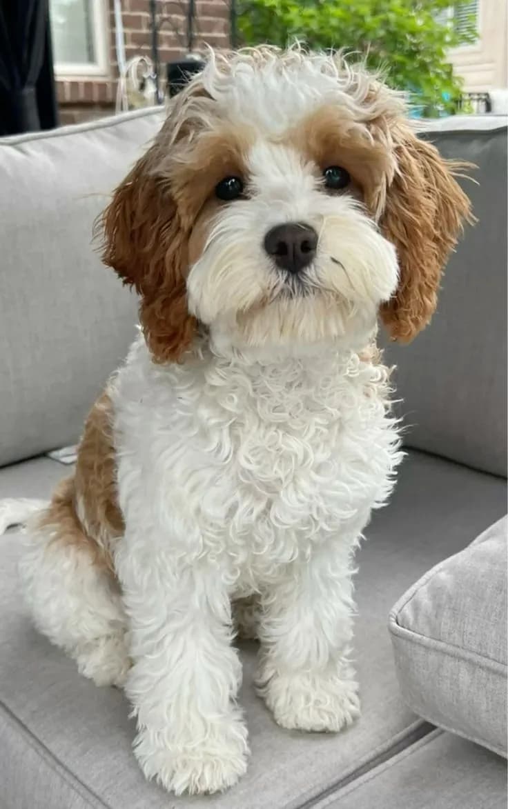 Perro de raza Cavapoo.