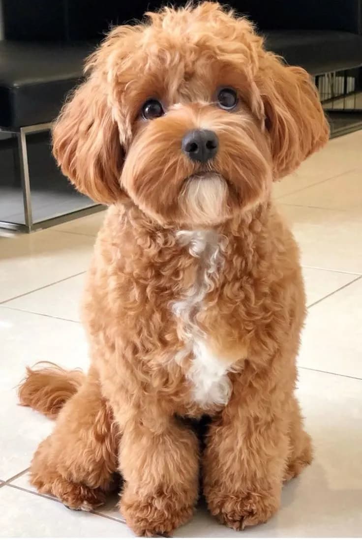 Perro de raza Cavapoo.