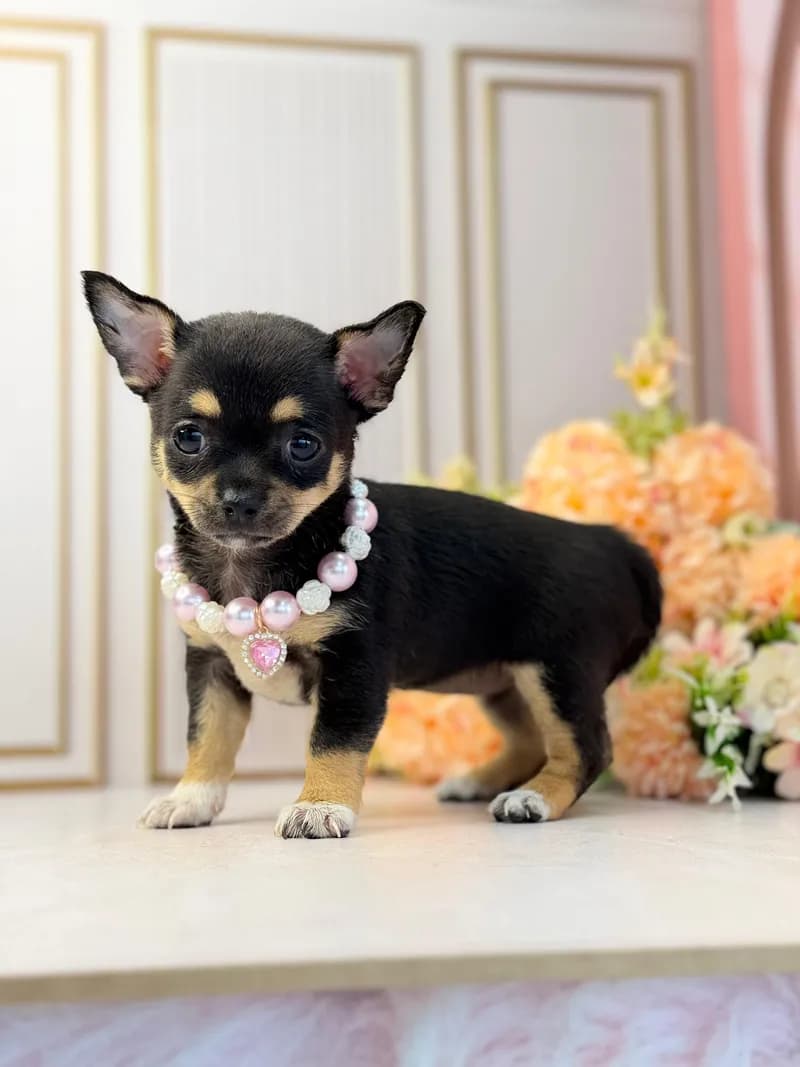 Perro de raza Chihuahua.