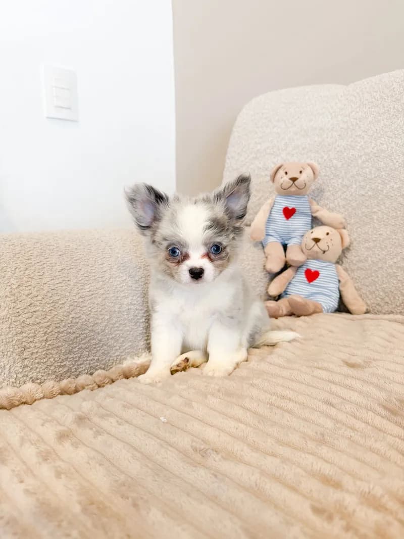 Perro de raza Chihuahua.