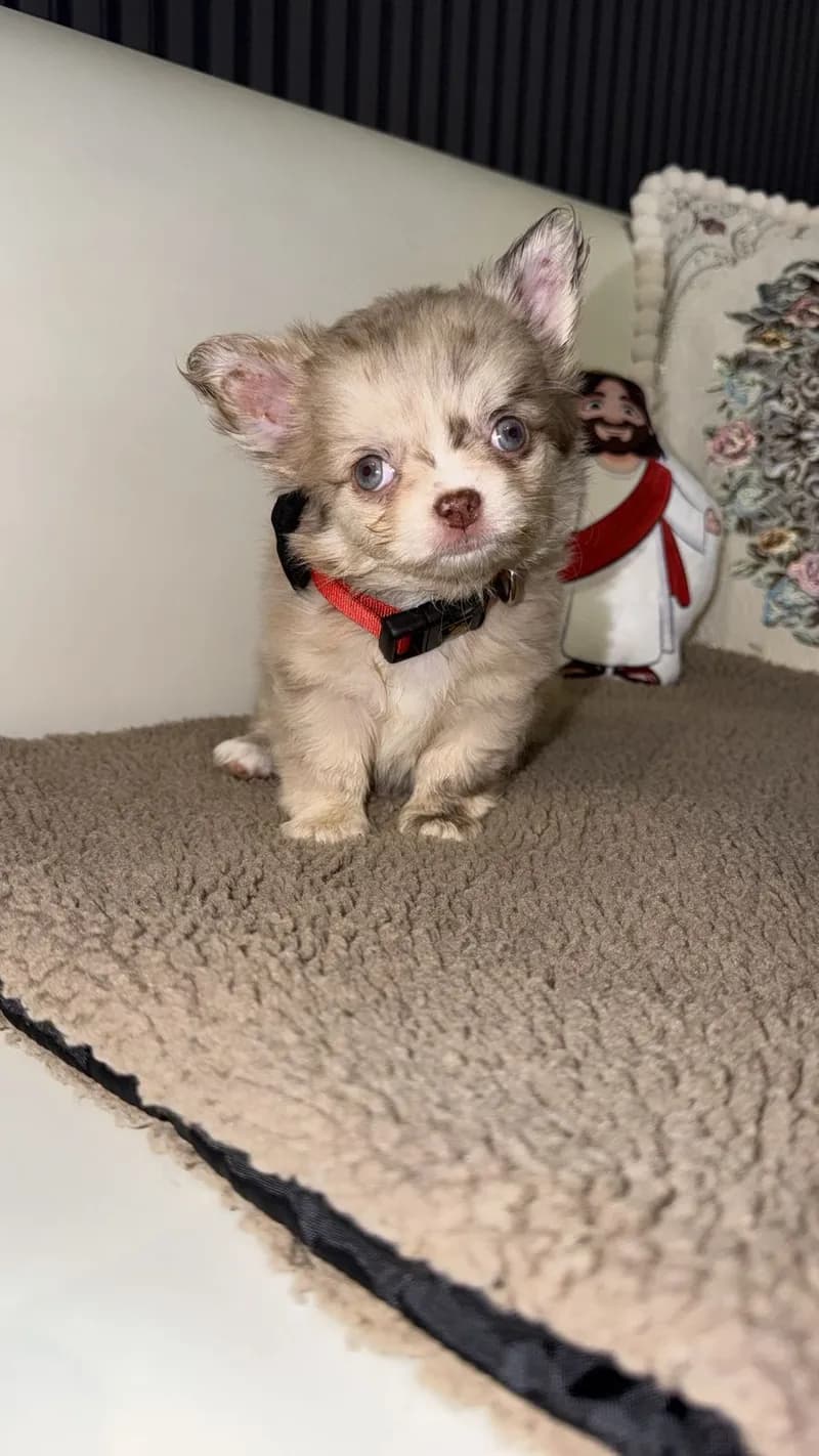 Perro de raza Chihuahua.