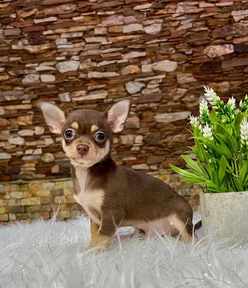 Perro de raza Chihuahua.