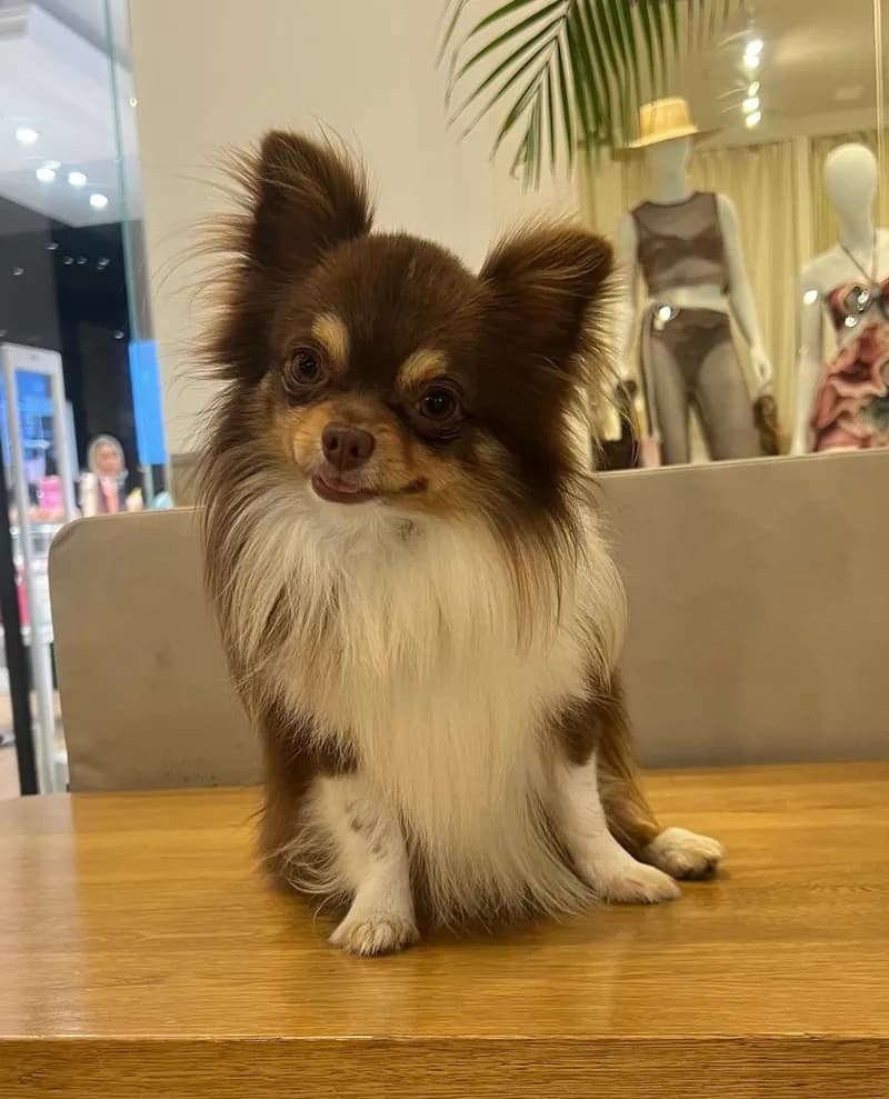 Perro de raza Chihuahua.