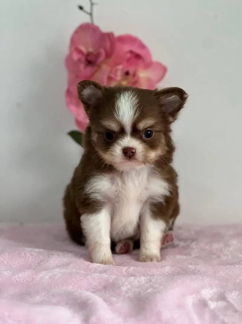 Perro de raza Chihuahua.