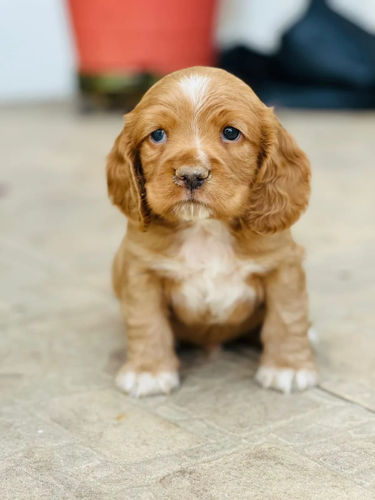 Perro de raza Cocker Spaniel.