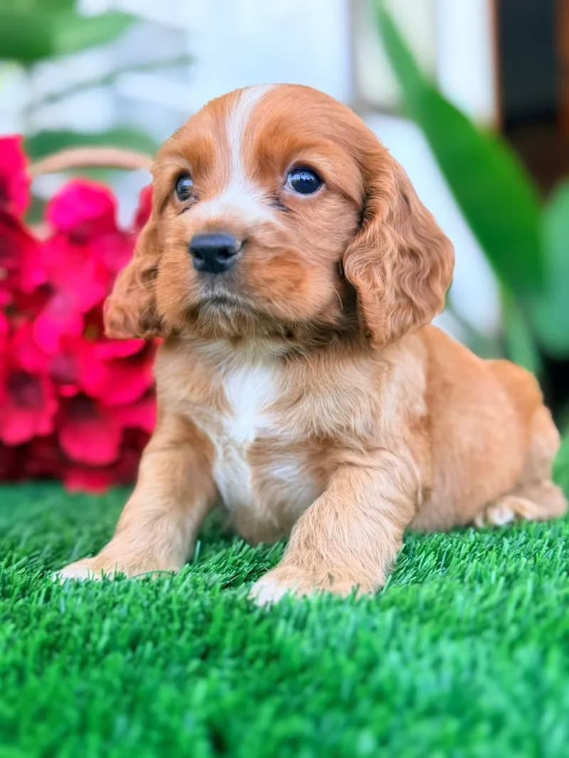 Perro de raza Cocker Spaniel.