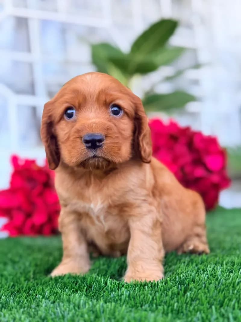 Perro de raza Cocker Spaniel.