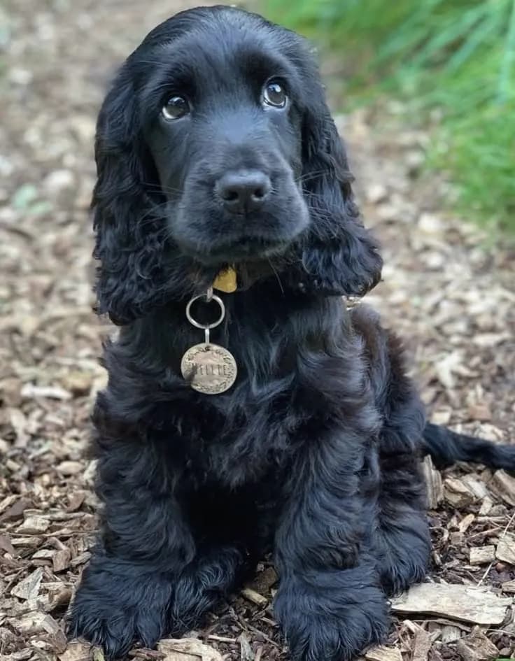 Perro de raza Cocker Spaniel.