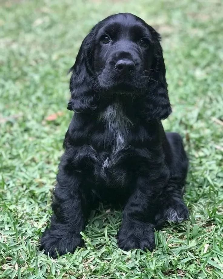 Perro de raza Cocker Spaniel.