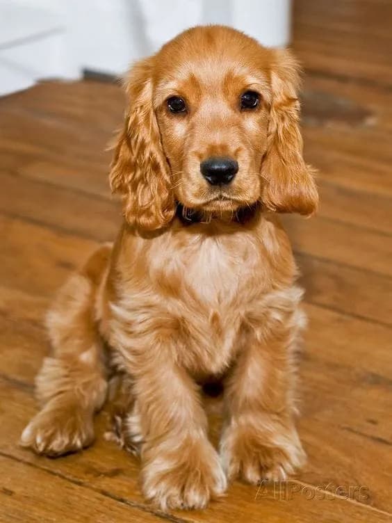 Perro de raza Cocker Spaniel.