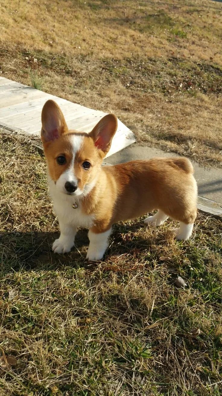 Perro de raza Corgi de Galés.