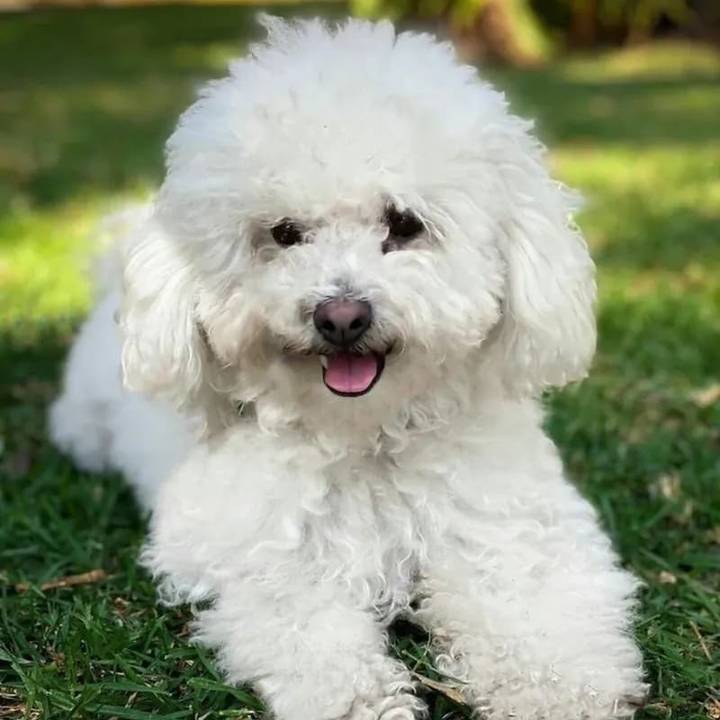 Perro de raza Fresh Poodle Mini Toy.