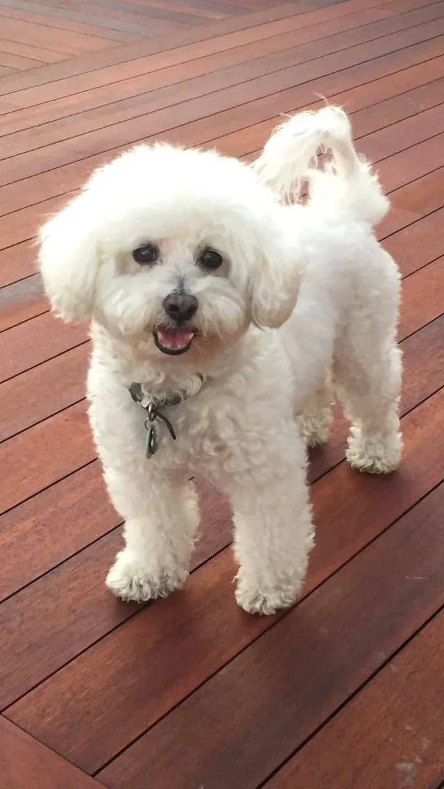 Perro de raza Fresh Poodle Mini Toy.