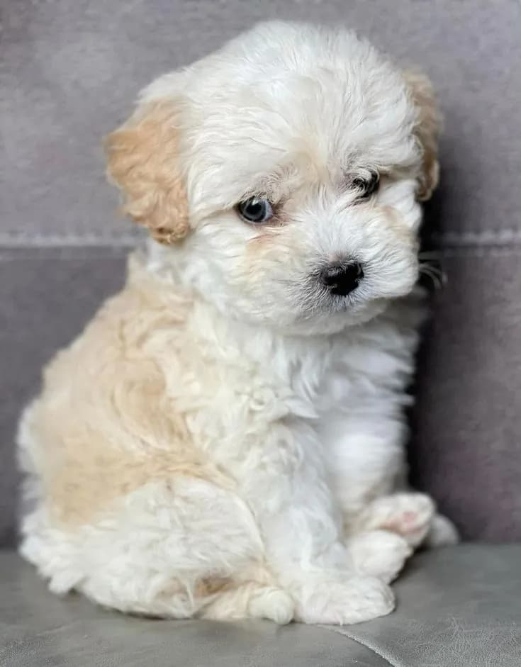 Perro de raza Fresh Poodle Mini Toy.