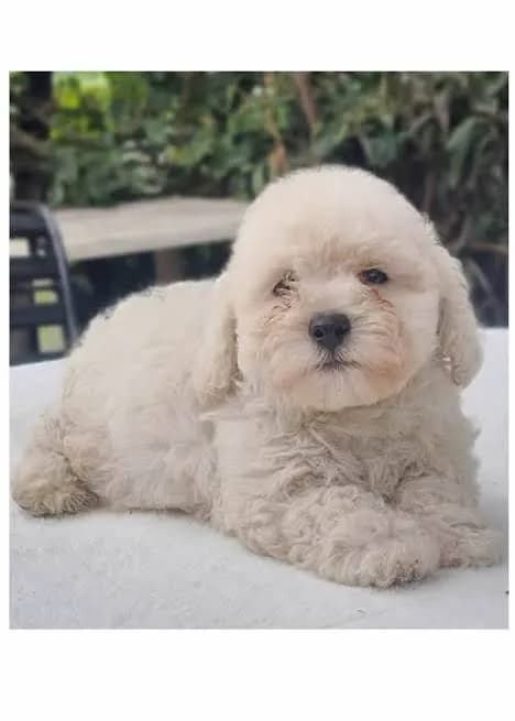 Perro de raza Fresh Poodle Mini Toy.