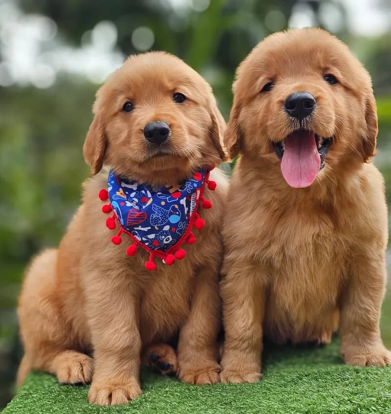Perro de raza Golden Retriever.