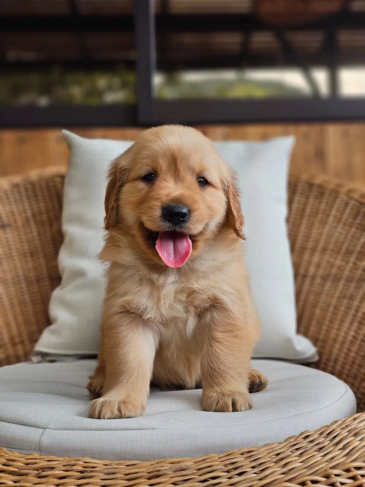 Perro de raza Golden Retriever.