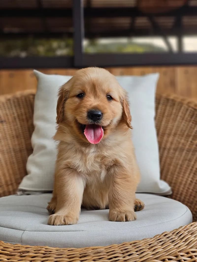 Perro de raza Golden Retriever.