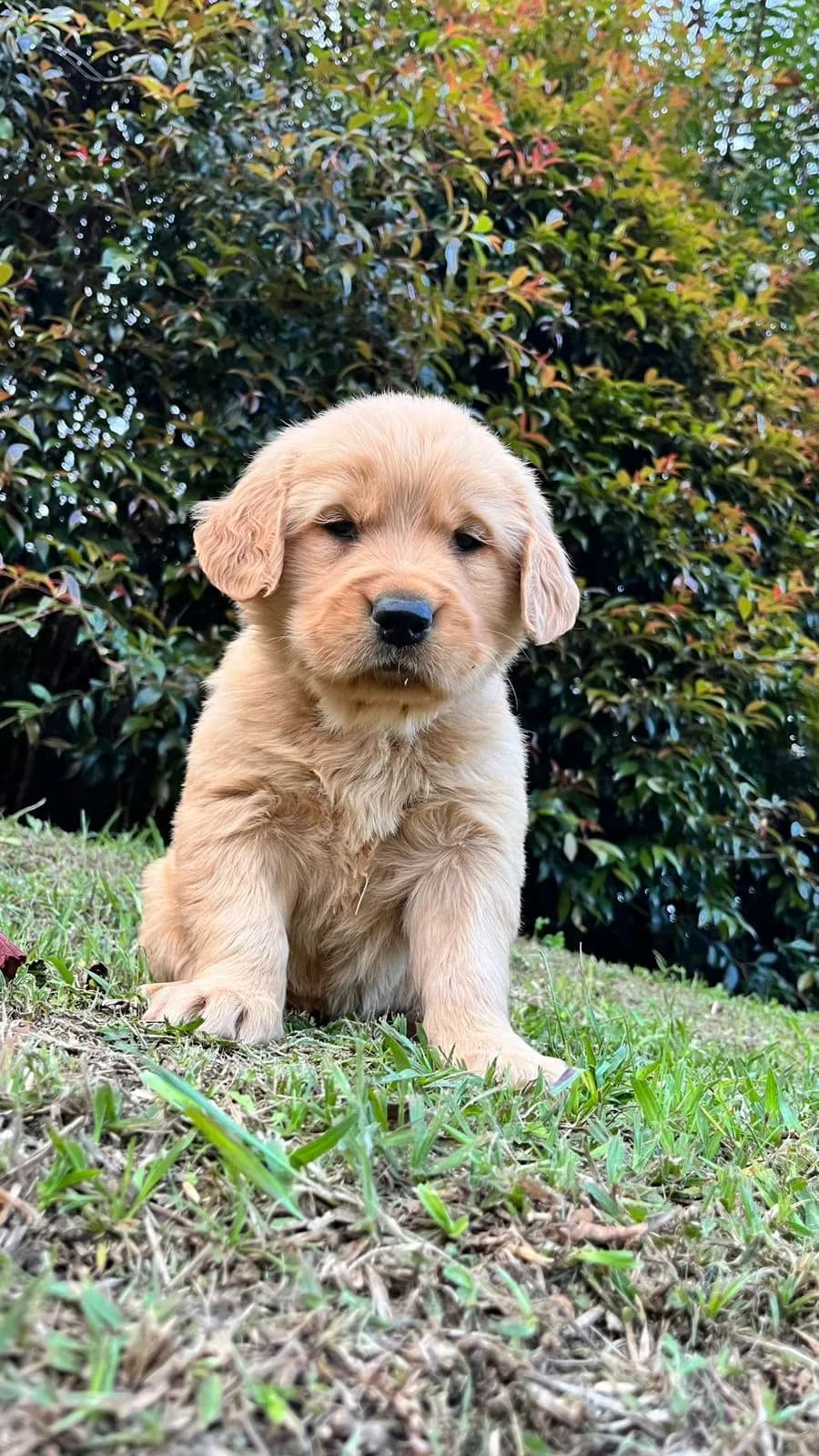 Perro de raza Golden Retriever.
