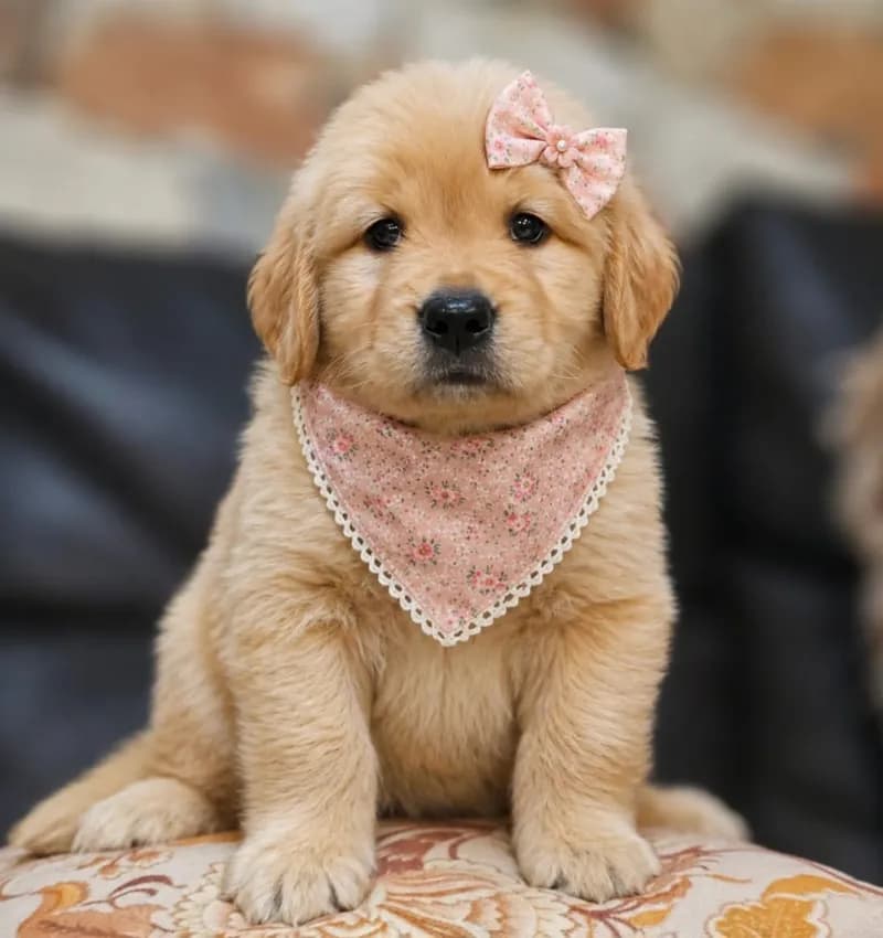 Perro de raza Golden Retriever.
