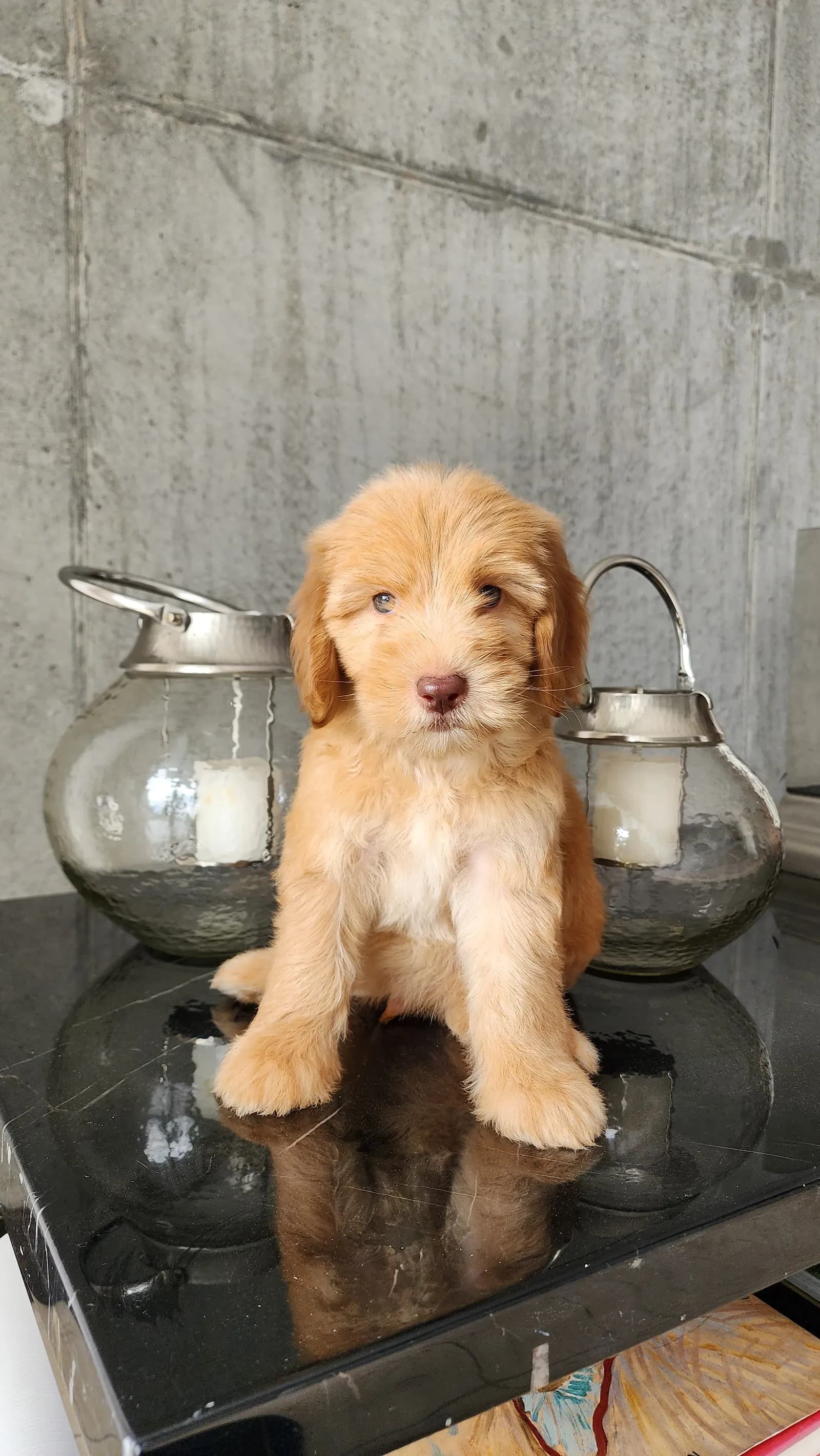 Perro de raza Goldendoodle.