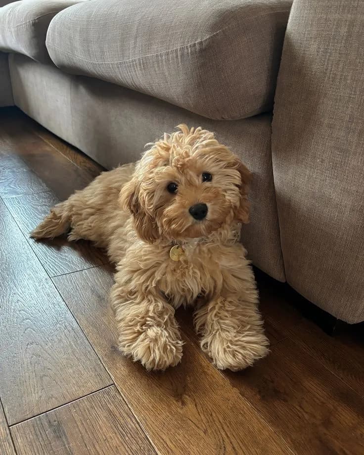 Perro de raza Goldendoodle.