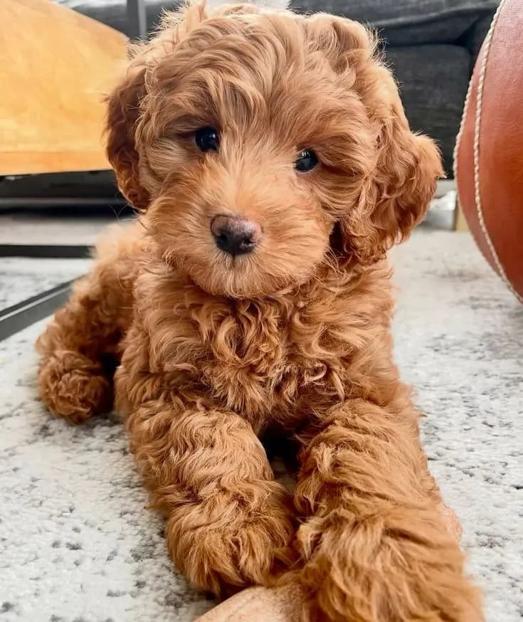 Perro de raza Goldendoodle.