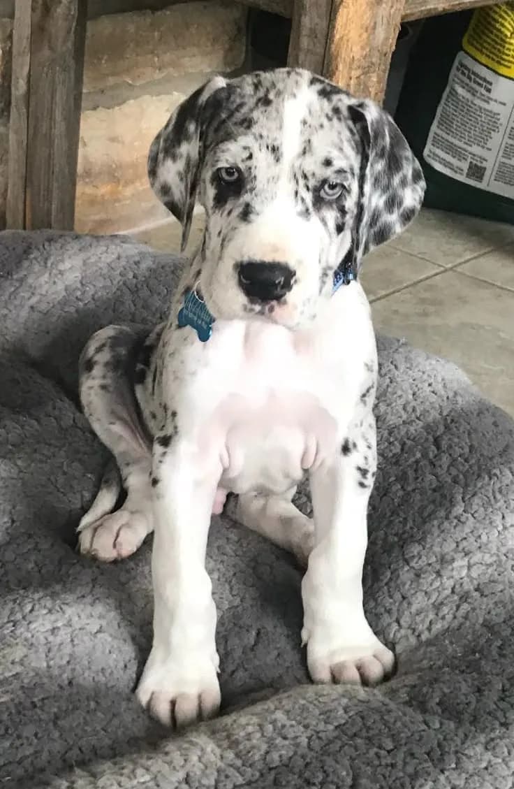 Perro de raza Gran Danés.