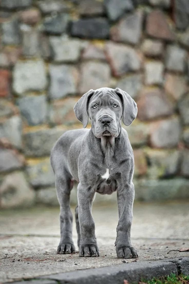 Perro de raza Gran Danés.