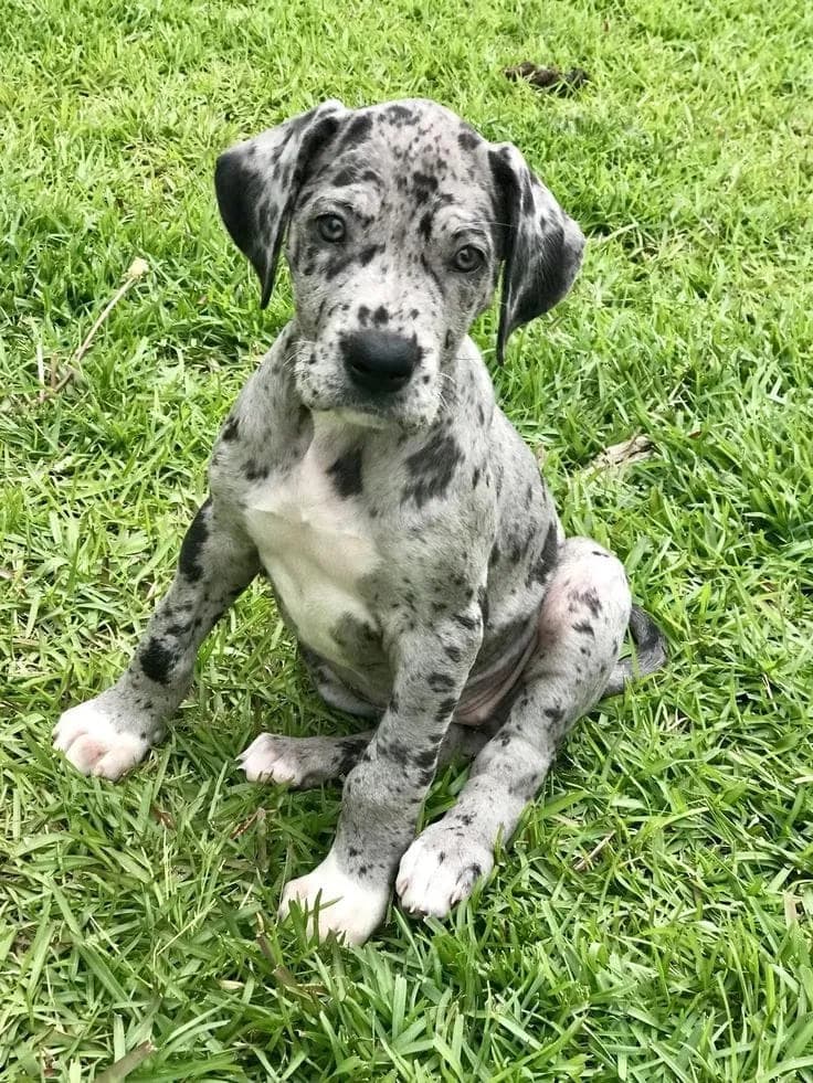 Perro de raza Gran Danés.