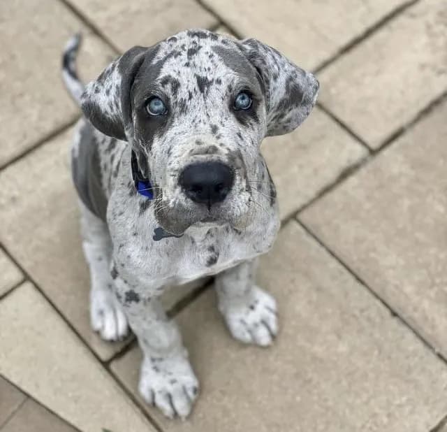 Perro de raza Gran Danés.