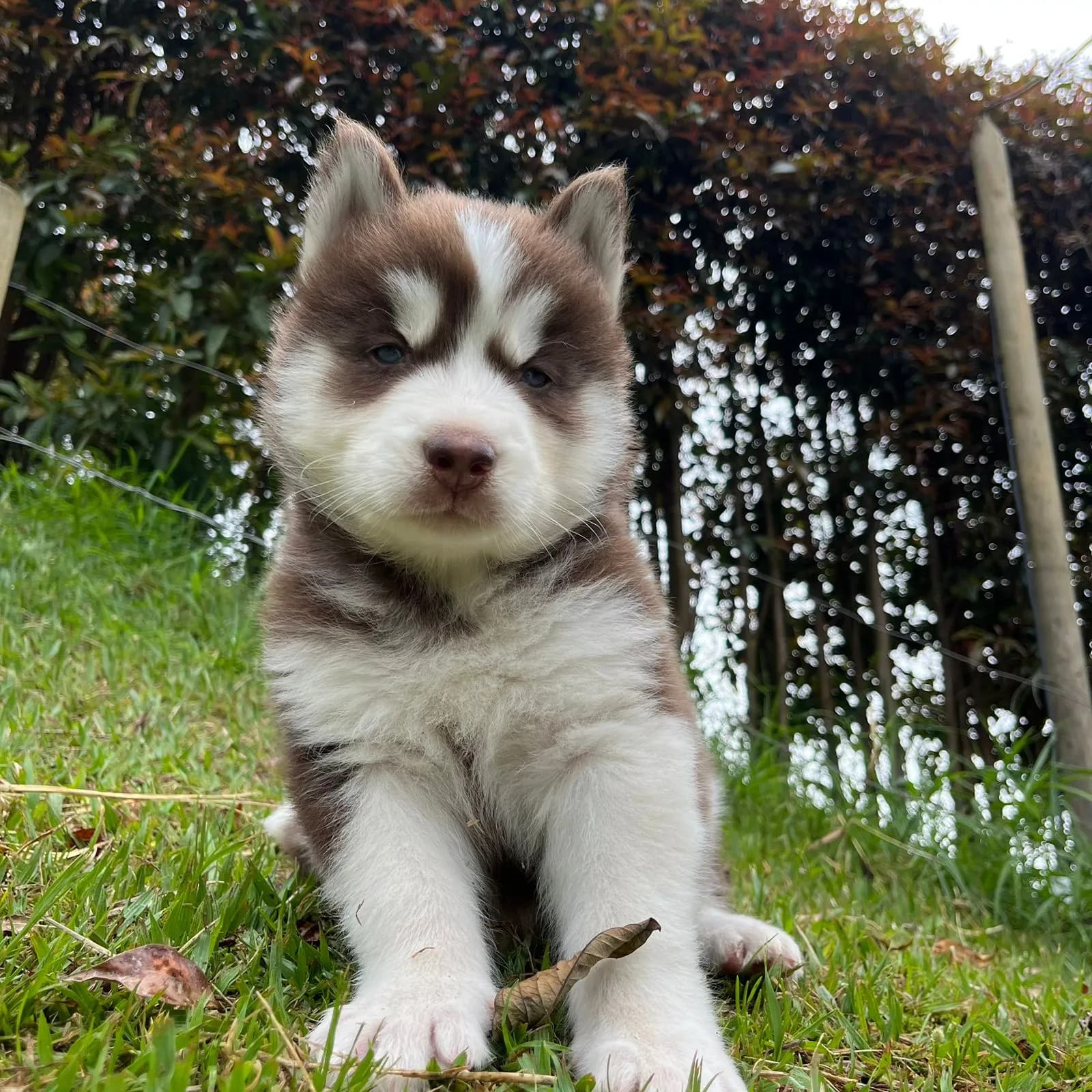 Perro de raza Husky Siberiano.