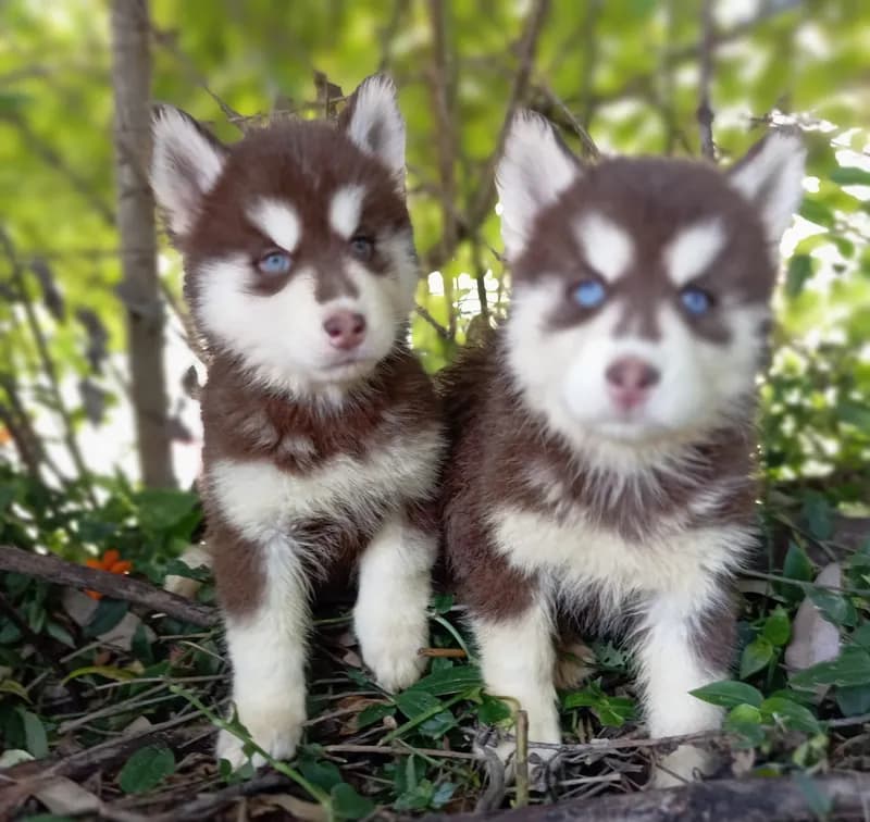Perro de raza Husky Siberiano.