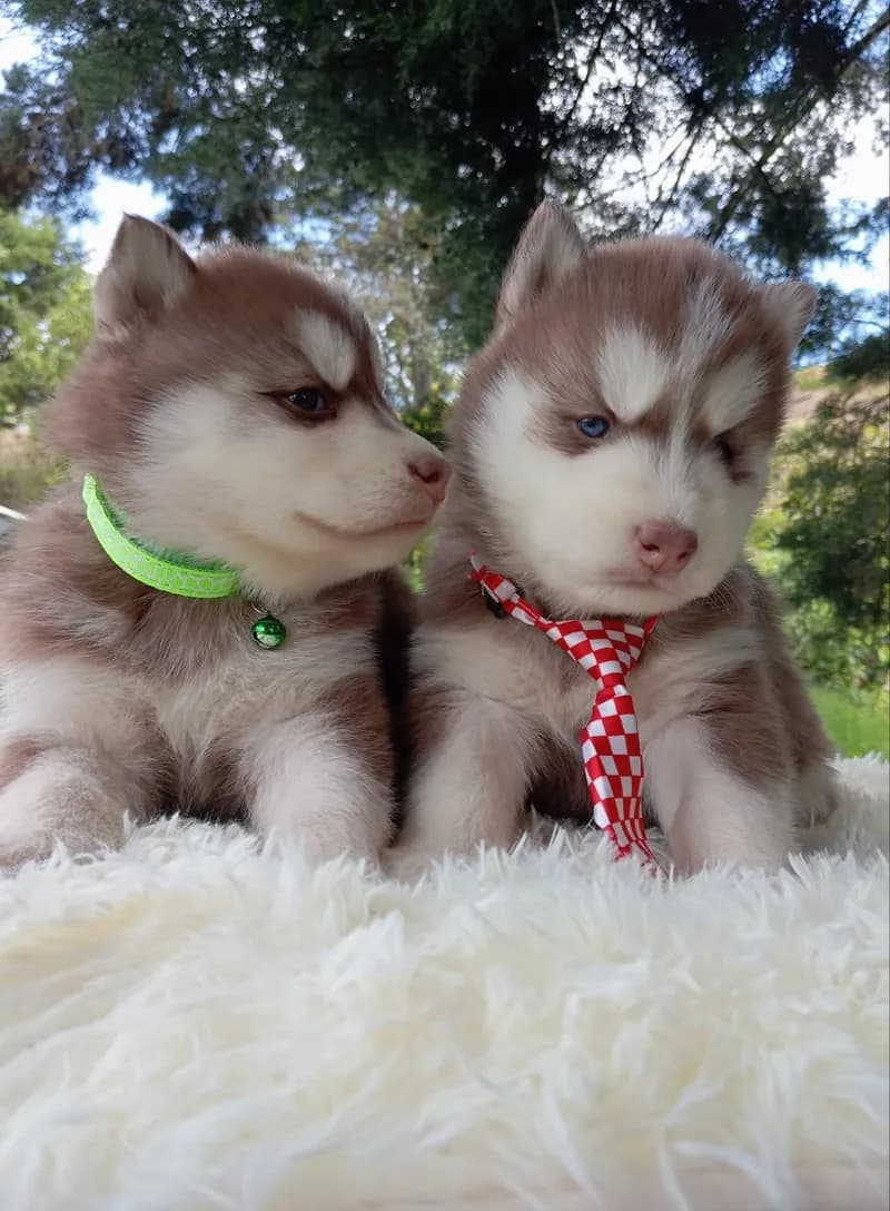 Perro de raza Husky Siberiano.