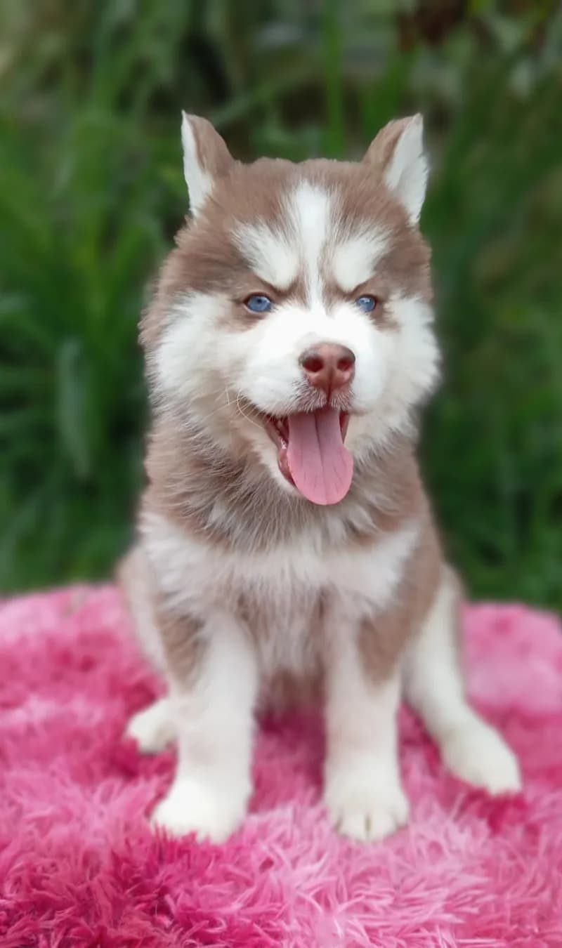 Perro de raza Husky Siberiano.
