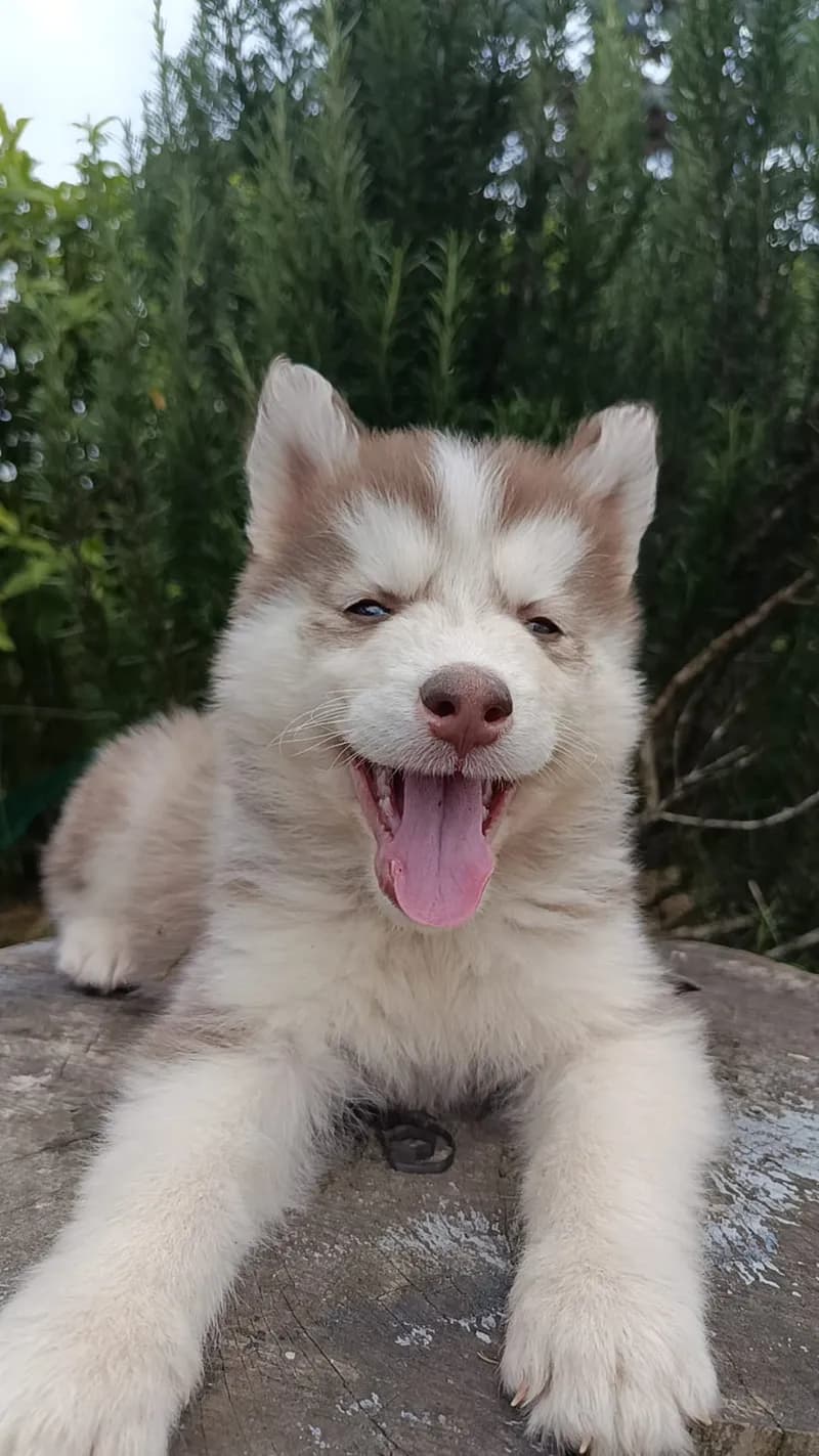 Perro de raza Husky Siberiano.