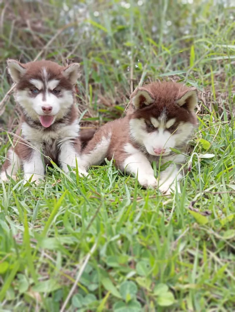 Perro de raza Husky Siberiano.