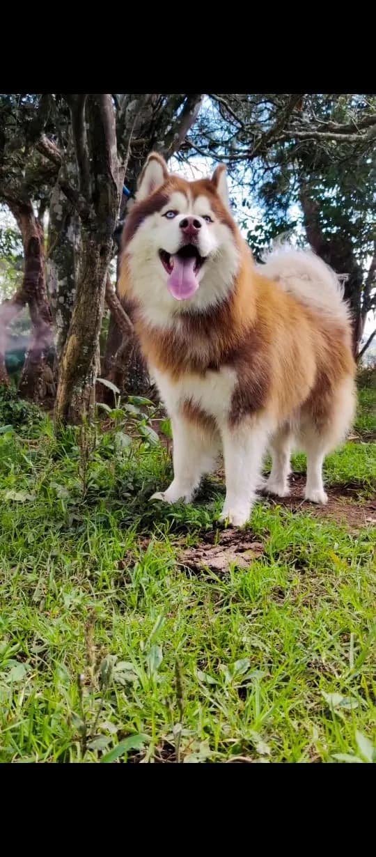 Perro de raza Husky Siberiano.