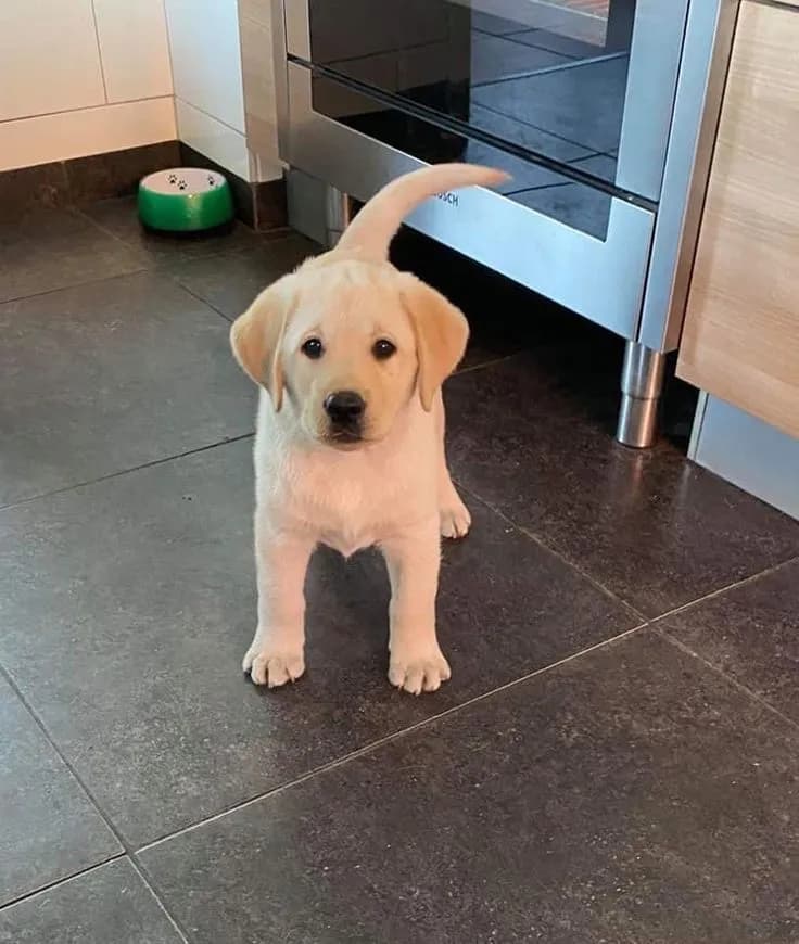 Perro de raza Labrador Retriever.