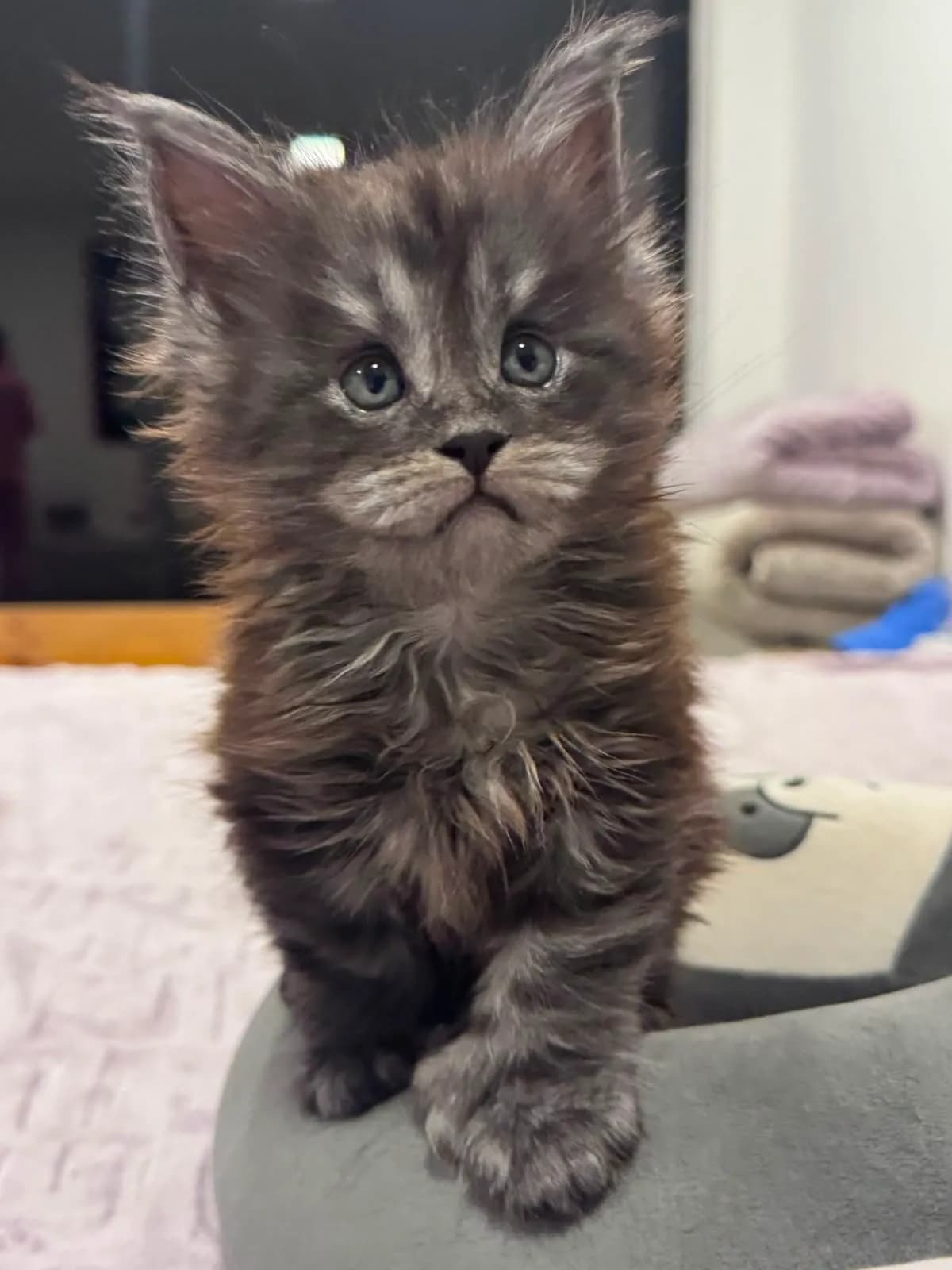 Gato de raza Maine Coon.