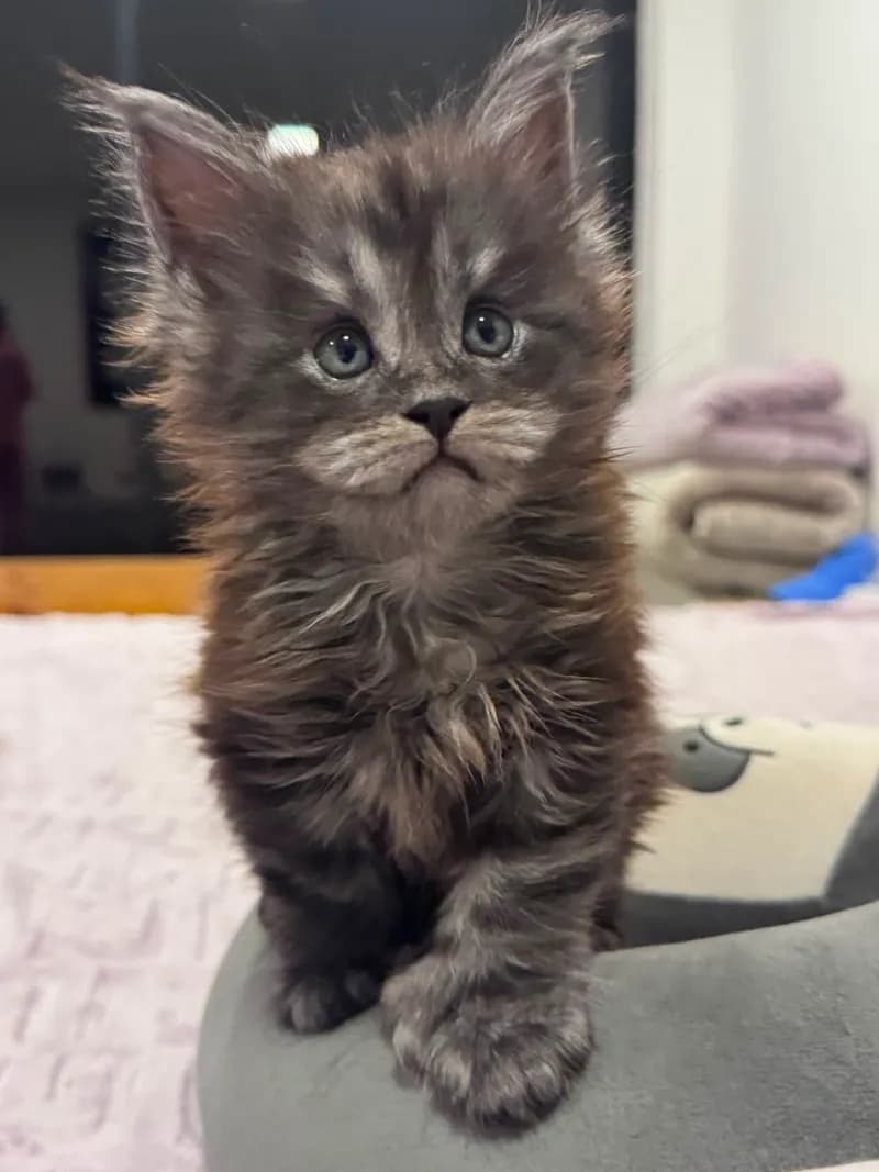 Gato de raza Maine Coon.