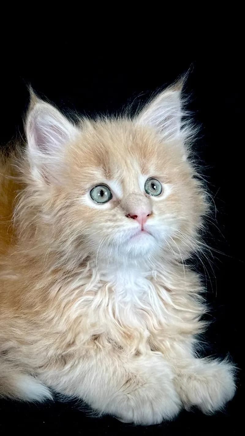 Gato de raza Maine Coon.