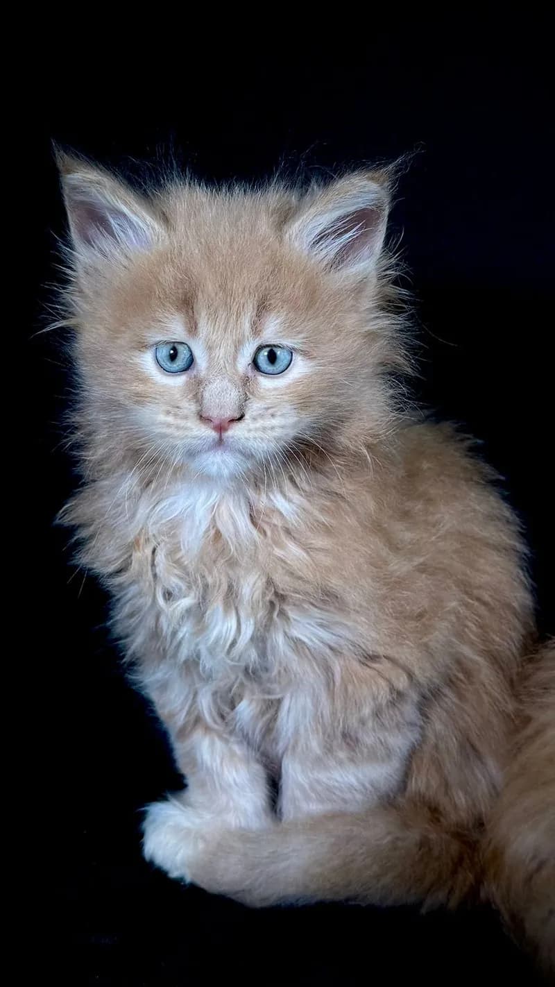 Gato de raza Maine Coon.