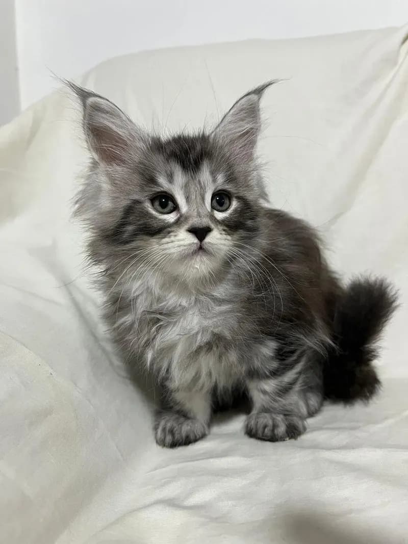 Gato de raza Maine Coon.