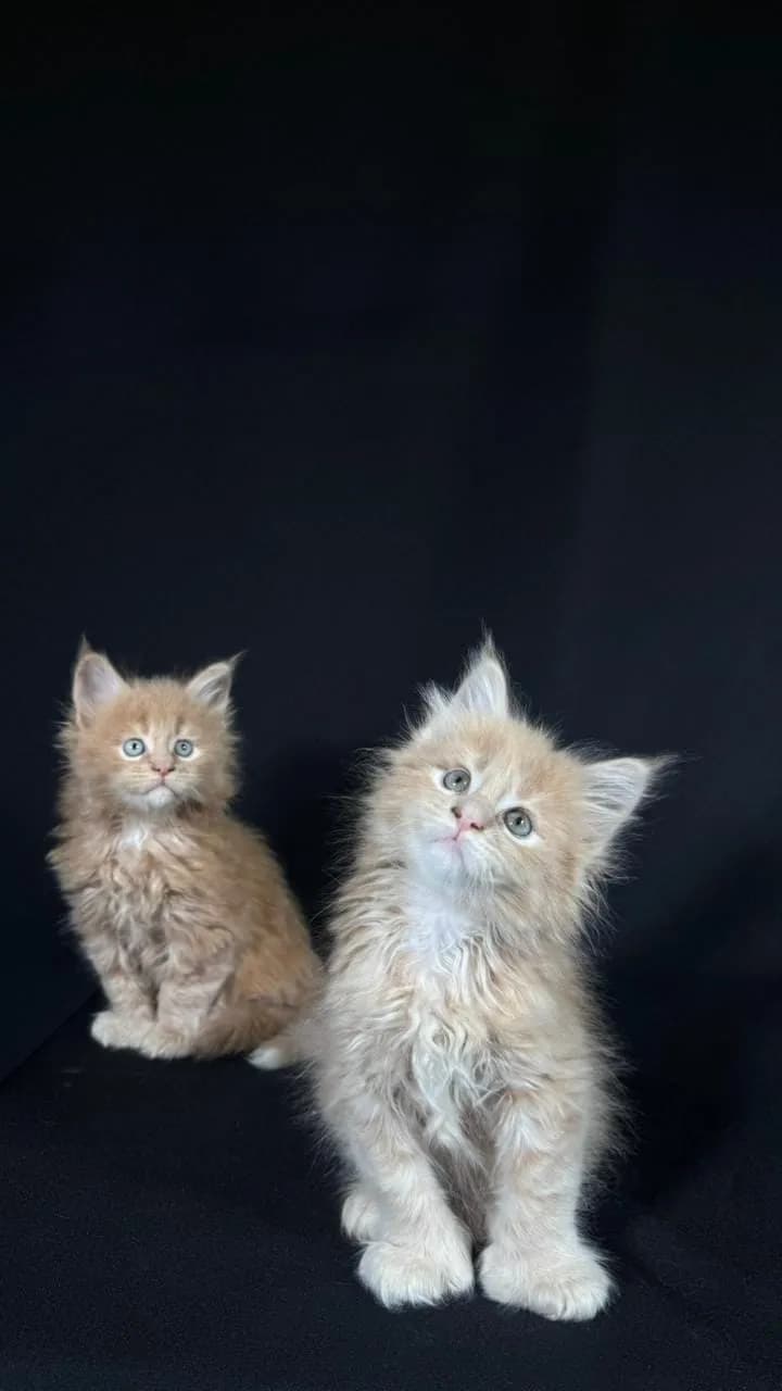 Gato de raza Maine Coon.