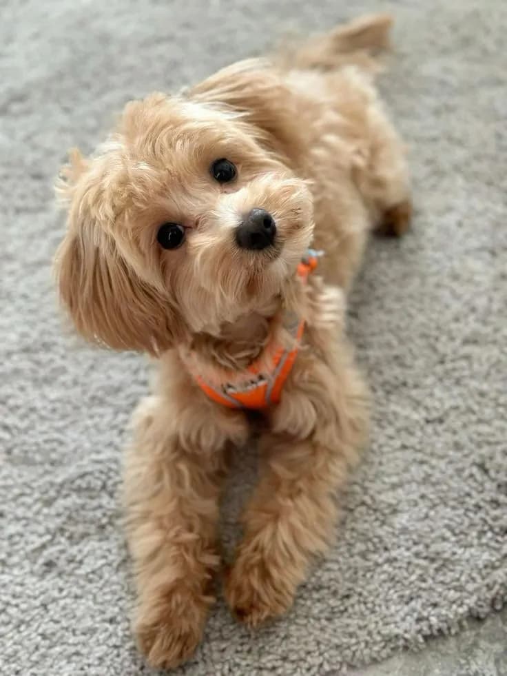 Perro de raza Maltipoo.