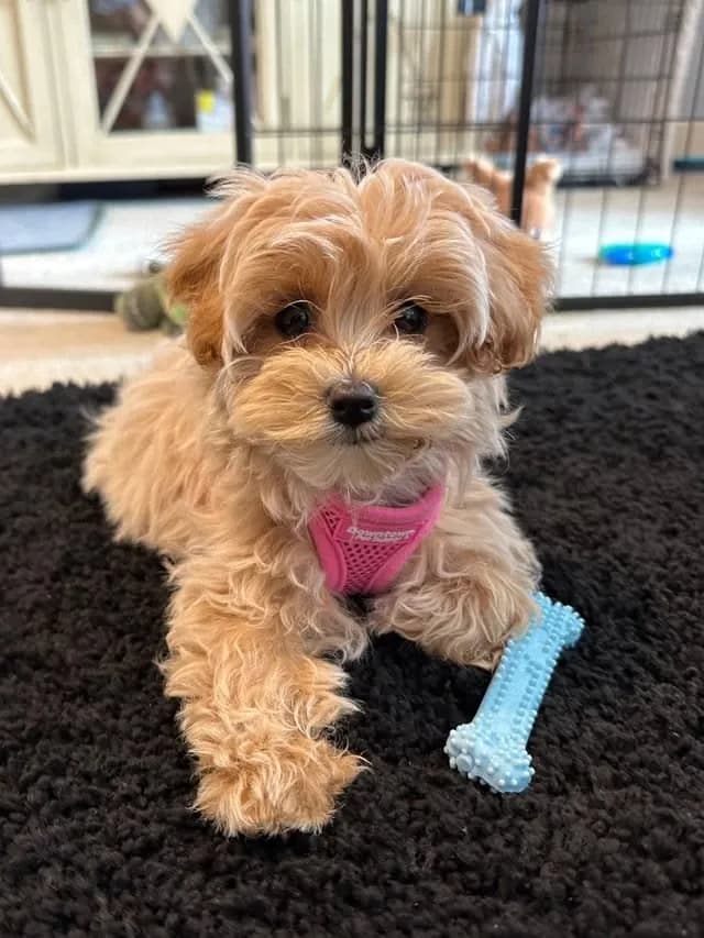 Perro de raza Maltipoo.